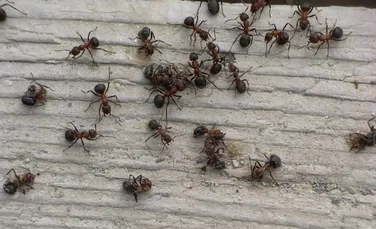 A fost descifrat genomul a doua specii de furnici