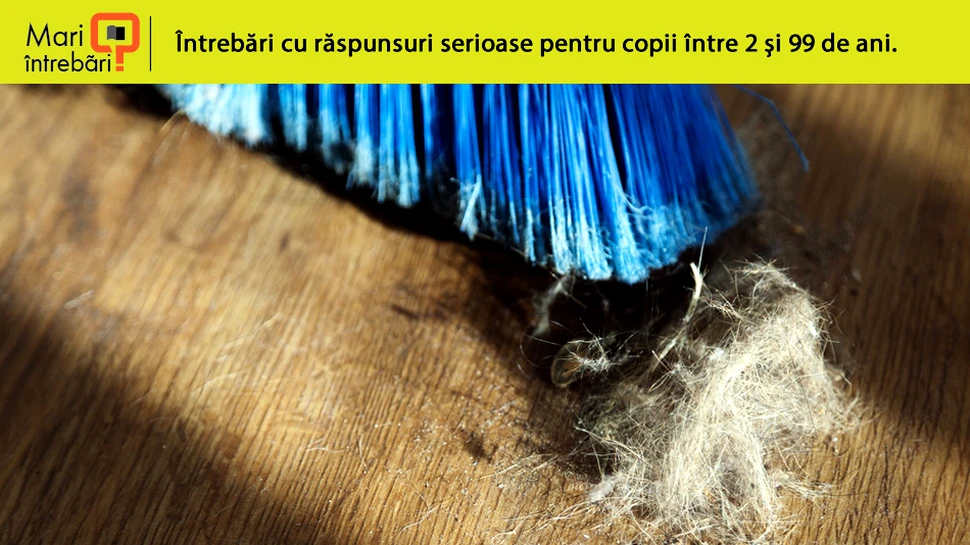 Din ce este compus praful din case şi apartamente?
