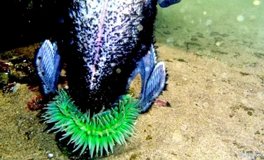 Scenă bizară în lumea submarină: ce hrană neobişnuită consumă această anemonă de mare? (VIDEO)
