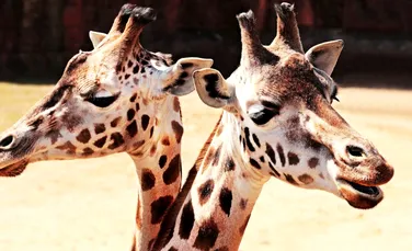 Ce sunete produce girafa?