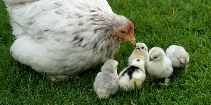 Cine a fost primul: oul sau găina? Iată ce spune știința!