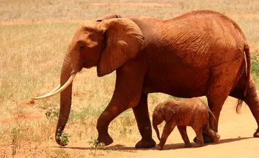 Cercetătorii studiază cum reacționează elefanții la moarte folosind videoclipuri de pe YouTube