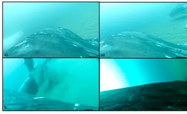 O filmare arată pentru prima dată cum balenele își curăță pielea pe fundul mării