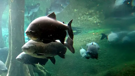 Peștii ar putea ascunde secretul pentru o alternativă sustenabilă la ambalarea alimentelor