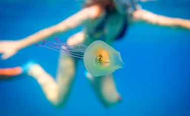 Situaţie nemaivăzută în lume acvatică: un peşte viu înota în interiorul unei meduze. ”Am decis să las natura să-şi urmeze cursul” – FOTO+VIDEO