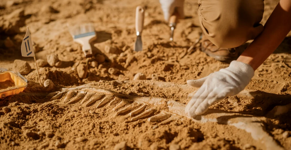 Un ,,cimitir de elefanți” vechi de 5,5 milioane de ani a fost descoperit în nordul Floridei