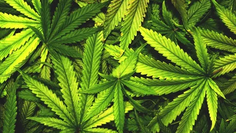 Niciun motiv să credem că bolile mintale pot fi tratate cu ajutorul canabisului, a concluzionat un studiu