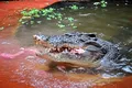 Cel mai mare crocodil aflat în captivitate a împlinit 120 de ani
