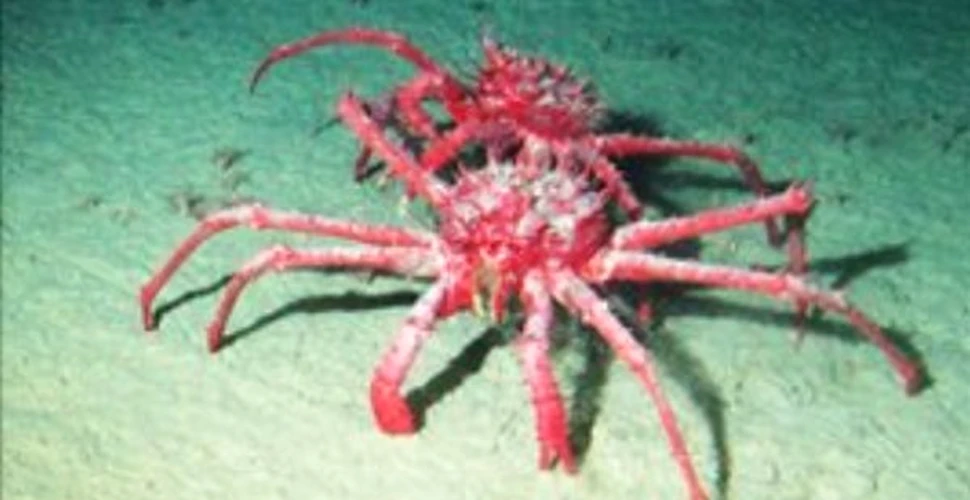 Crabii uriaşi prosperă în Antarctica