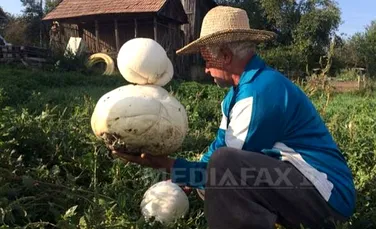Ciuperci gigant de trei kilograme, în grădina unui sătean din judeţul Cluj – FOTO