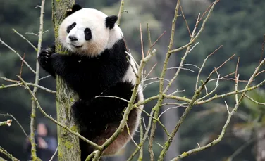 Panda nu sunt întotdeauna alb cu negru: un urs extrem de rar, găsit în munţii din China. FOTO + VIDEO