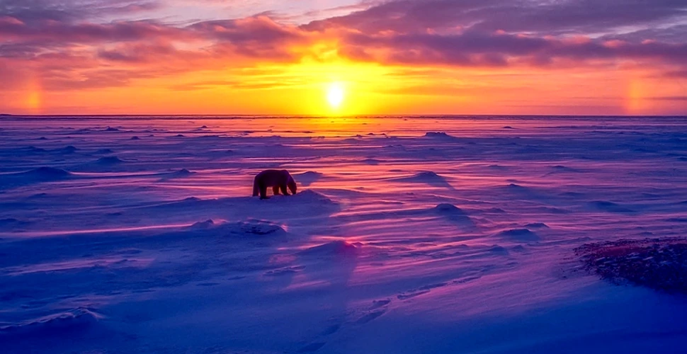 Ursul polar: adevăratul Rege al Nordului