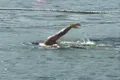 Un nou record mondial pentru cea mai mare distanţă de înot în ocean