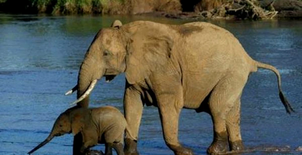 Instinctul de supravietuire al elefantilor creeaza noi familii