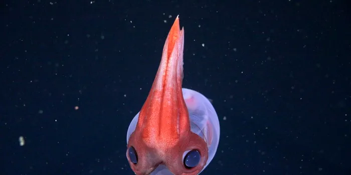 O expediție la mare adâncime a descoperit 25 de specii noi, printre care și o meduză care „dansează”