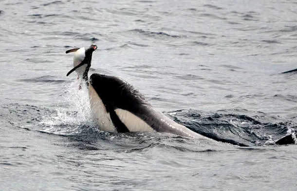 O balenă ucigaşă se joacă cu un pinguin înainte de a-l mânca