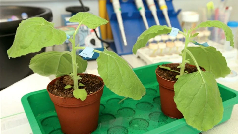 Rezultate promițătoare înregistrate de primul vaccin antigripal derivat din plante