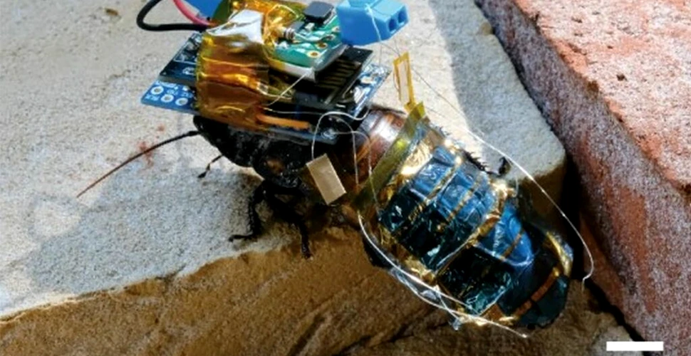 Cum va fi folosit gândacul-robot creat de cercetători?