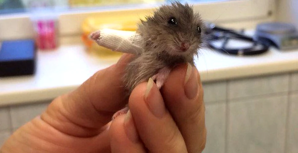 ”Micul hamster cu braţul în ghips” este cea mai DRĂGĂLAŞĂ imagine