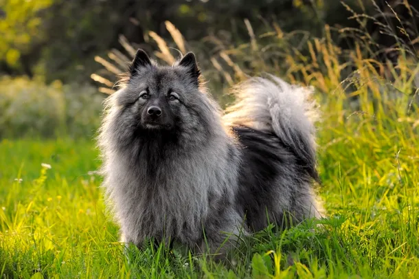 Keeshond, un câine de talie medie, cu o blană pufoasă în nuanţe de argintiu şi negru, a urcat 17 poziţii