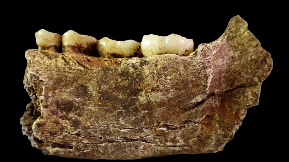 Toate scheletele de Homo Naledi găsite vreodată sunt de sex feminin. Ce indică acest lucru?