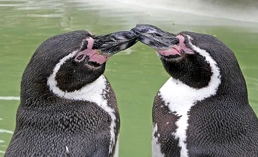 Cum îşi identifică pinguinii partenerii şi rudele? Folosindu-se de miros!