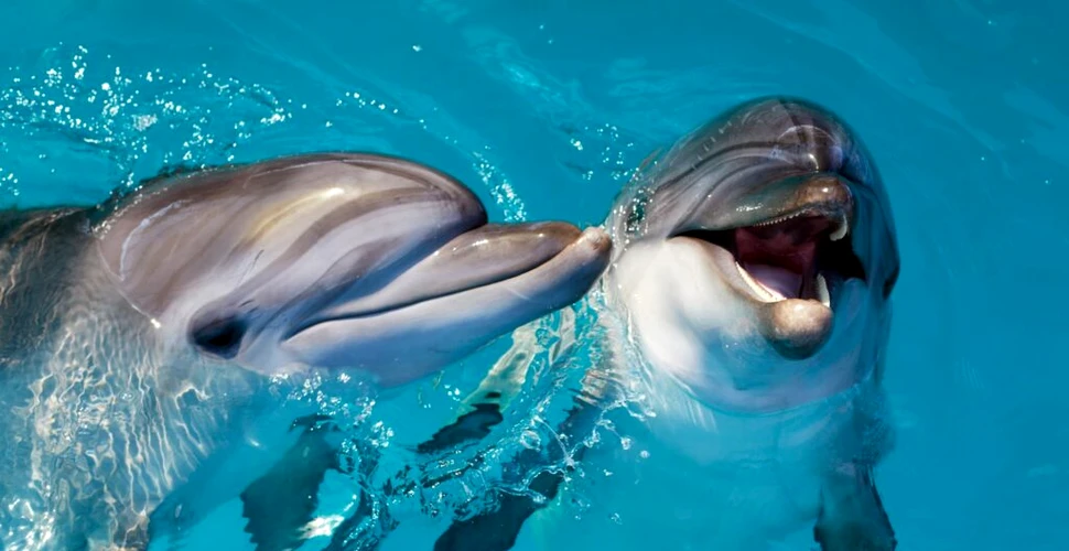 Chiar și delfinii pot avea diferite accente, au descoperit cercetătorii