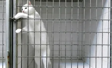 Cum reuşeşte o pisică maestră în evadări să scape dintr-o cuşcă încuiată (VIDEO)
