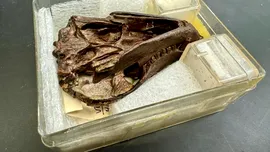 O fosilă de 250 de milioane de ani a dezvăluit ceva neașteptat despre mamifere