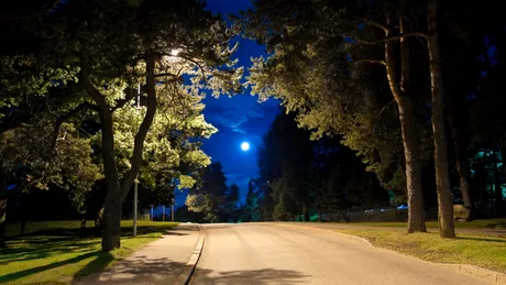 Cum afectează luminile stradale plantele din orașe?