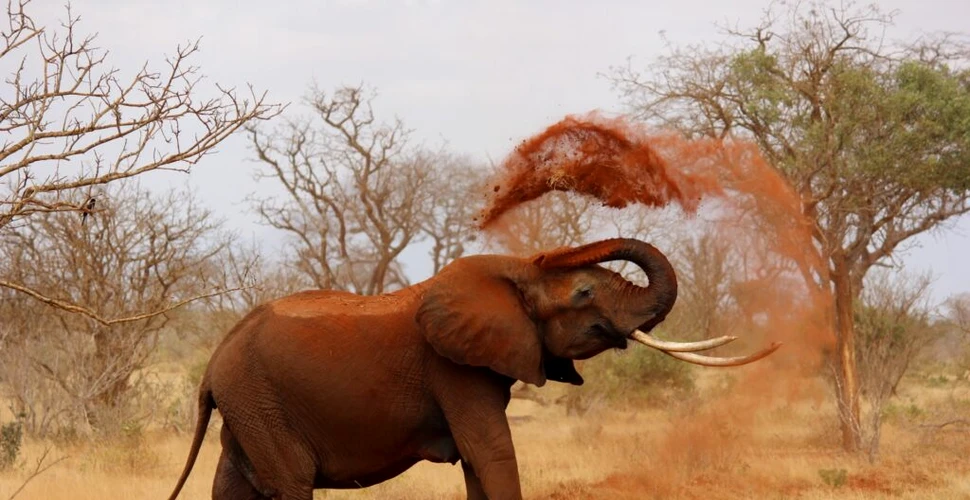 Elefanții ar putea salva Pământul de la încălzirea globală. „Acum, avem de ales”