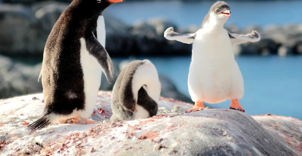 Un pinguin complet alb a fost filmat în Antarctica