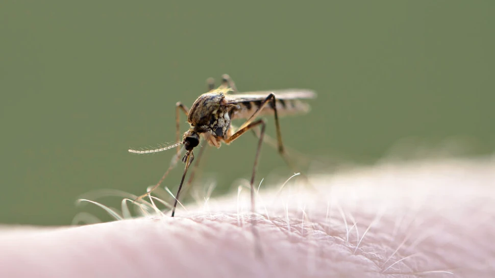 Virusul West Nile face ravagii în Europa. Care este situația în România?