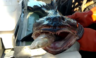 Peștele cu 555 de dinți care pierde zilnic câte 20. Este mai comun decât am crede