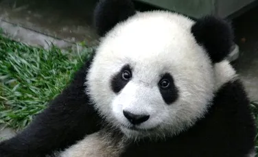 Ursii panda vor participa la „cursuri de supravietuire”