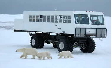 Urmăreşte cea mai mare adunare a urşilor polari, live, în HD! (VIDEO)