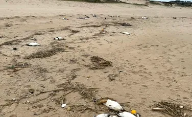 Mii de pinguini, descoperiți morți pe plajele din America de Sud