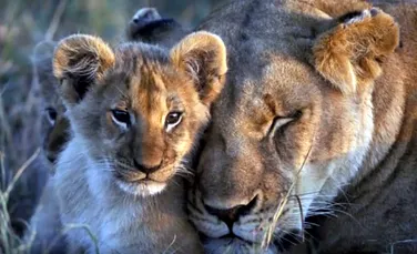Opt lei, vedete într-un documentar foarte popular, au fost otrăviţi – VIDEO