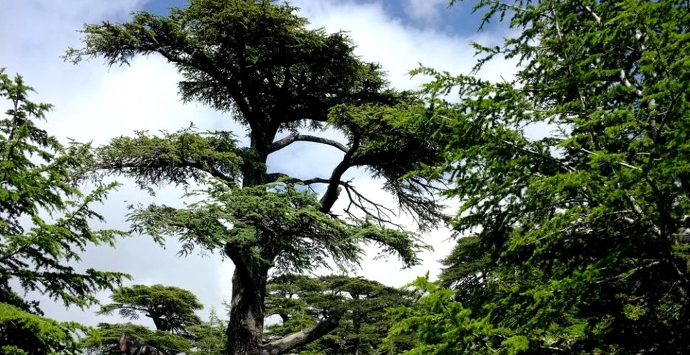 ”Cedrii lui Dumnezeu”, copacii care ar fi fost plantaţi încă de la începutul lumii – FOTO