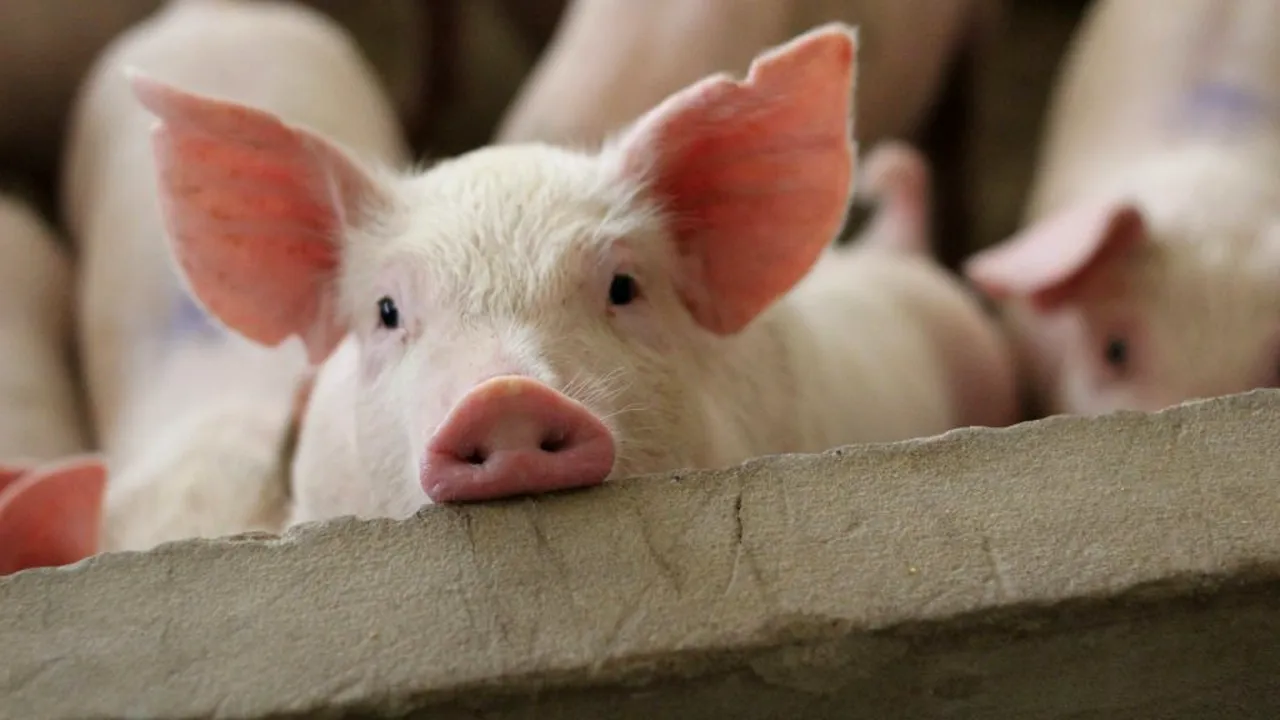 inima unui porc_shutterstock_1676775730_descoperă 