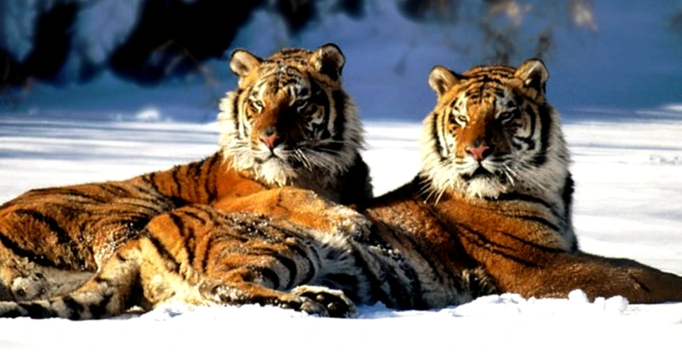 WWF a inaugurat prima rezervatie de tigri din China