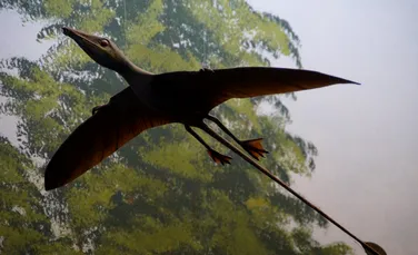 Descoperirea unor fosile oferă o imagine mai clară asupra abilităților de zbor a unei specii de dinozauri
