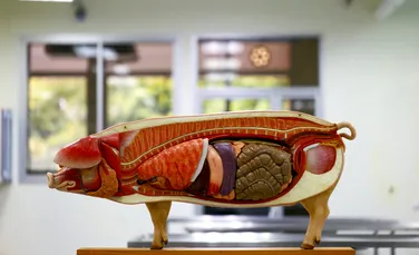 Organe de porc, readuse la viață cu ajutorul unei noi tehnologii