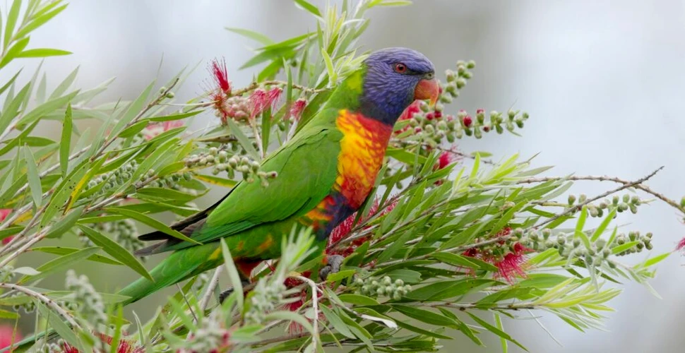 Papagalii „pică din cer” în Australia și nimeni nu știe de ce