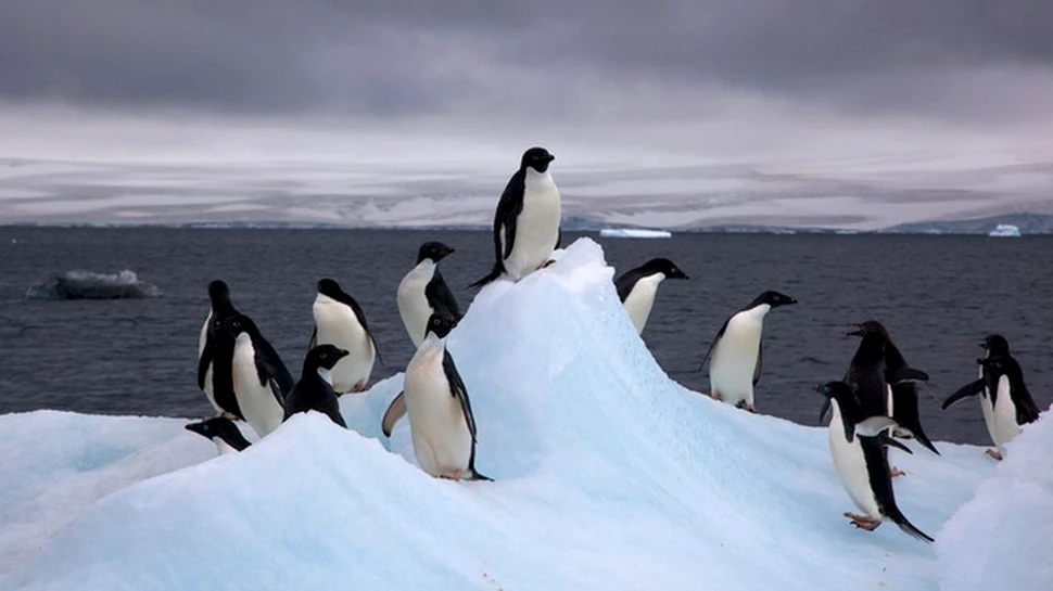 150.000 de pinguini au murit după ce un iceberg gigant i-a lăsat izolaţi. ”Dacă nu se clinteşte, în 20 de ani colonia va dispărea.”