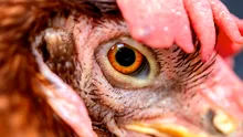 Fermele industriale de pui favorizează apariția unor bacterii mai periculoase