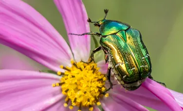 Cinci noi specii au fost descoperite pe teritoriul României