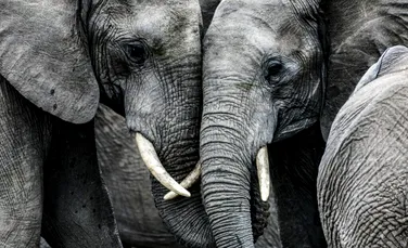 S-a aflat din ce cauză au murit zeci de elefanți pe cale de dispariție în 2020