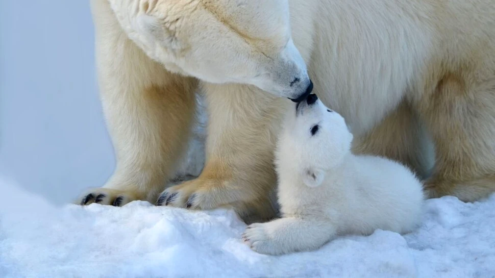 Test de cultură generală. De ce urșii polari merg încet?