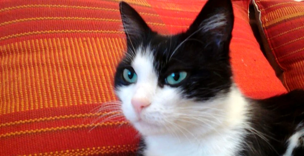 ”Mici – Pisica Cetăţii”, felina devenită vedetă în Oradea. Are şi pagină de Facebook